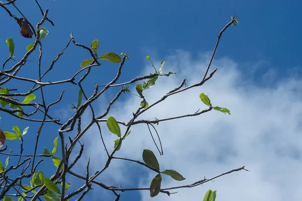New Leaves Sea Almond Tree Branch Sky Terminalia Catappa — Stock Photo, Image
