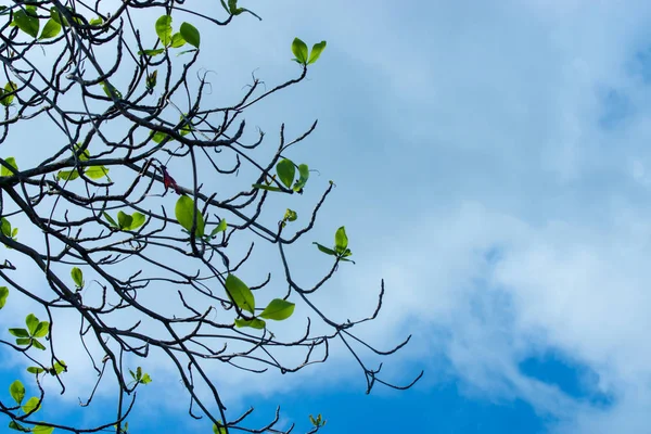 Nouvelles Feuilles Amandier Mer Sur Branche Avec Ciel Terminalia Catappa — Photo