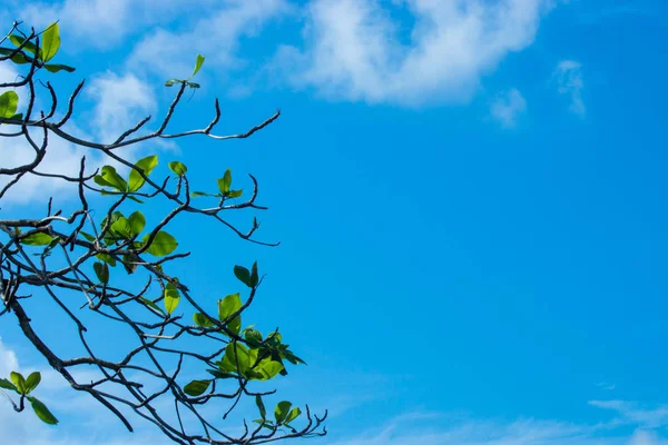 Nové Listy Moře Mandlové Stromu Větvi Oblohou Terminalia Catappa — Stock fotografie