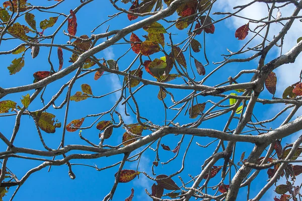 Novas Folhas Amendoeira Mar Ramo Com Céu Terminalia Catappa — Fotografia de Stock