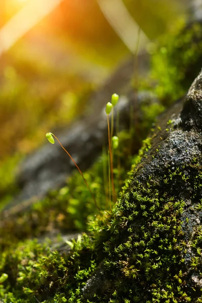 Primer Plano Musgo Verde Sobre Roca Con Luz Solar —  Fotos de Stock