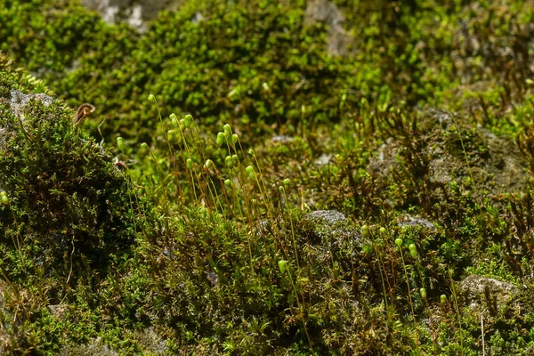 Primer Plano Musgo Verde Sobre Roca — Foto de Stock