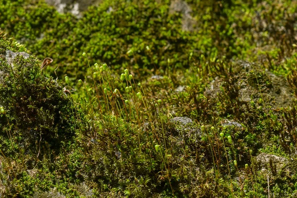 Primer Plano Musgo Verde Sobre Roca —  Fotos de Stock