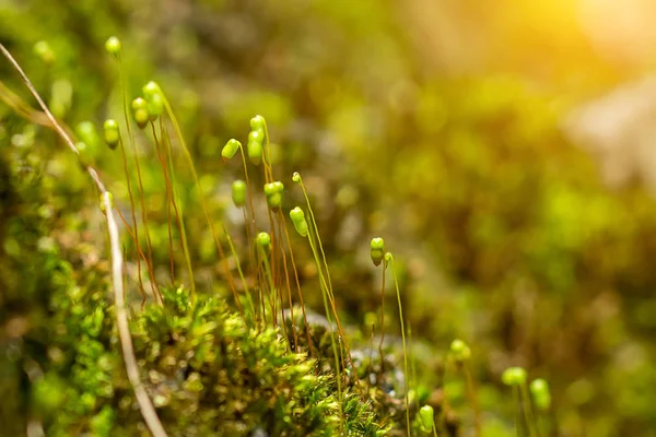 Primer Plano Musgo Verde Sobre Roca Con Luz Solar —  Fotos de Stock