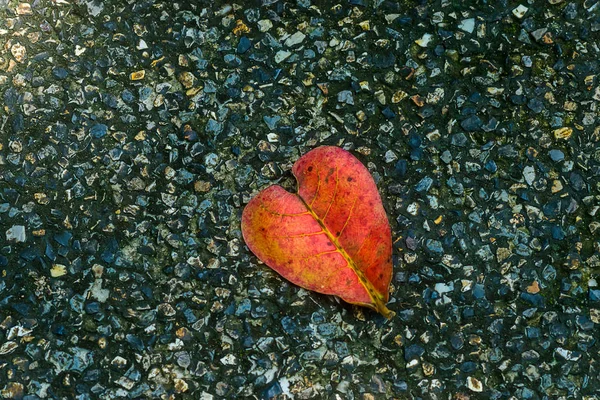 Καρδιά Διαμορφωμένα Φύλλα Πέτρινο Δάπεδο — Φωτογραφία Αρχείου