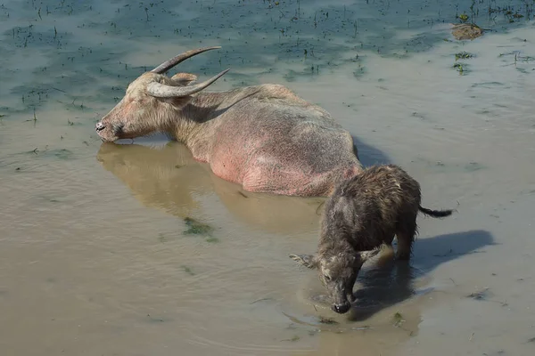 Waterbuffel Slapen Modder Met Baby Buffalo Staan — Stockfoto