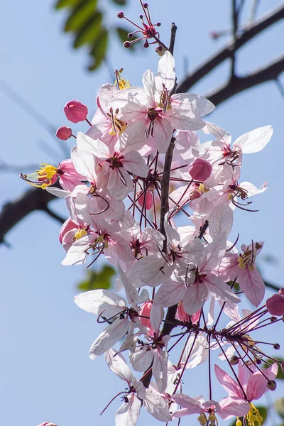 Close Cassia Bakeriana Flower — Stock Photo, Image