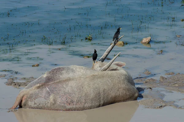 Waterbuffel Slapen Modder Met Vogel — Stockfoto