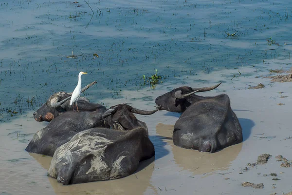 Búfalo Agua Está Durmiendo Barro Con Pájaro — Foto de Stock