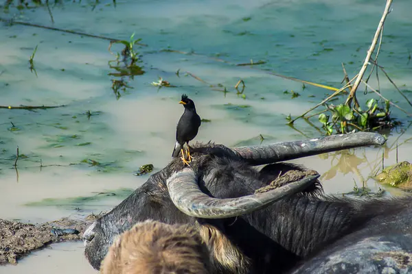 Starlings Pájaro Están Pie Cabeza Agua Búfalo — Foto de Stock