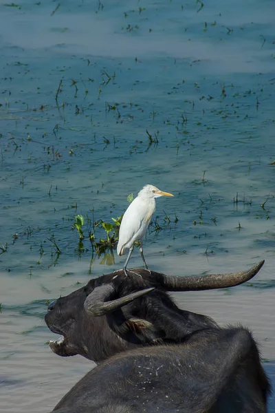 Witte Vogel Zijn Staan Hoofd Van Waterbuffel — Stockfoto