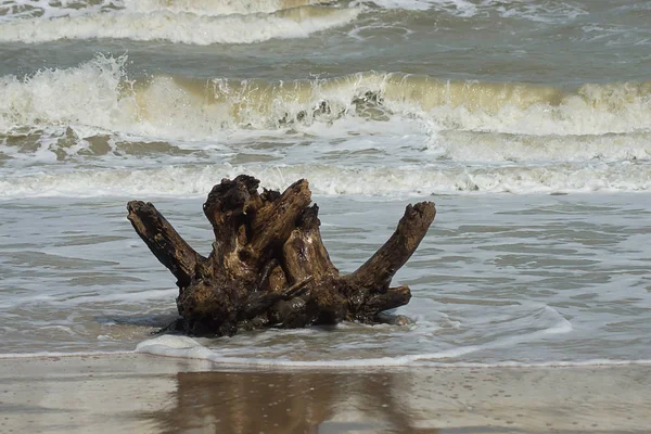 Árbol Muerto Playa Con Olas Del Mar — Foto de Stock