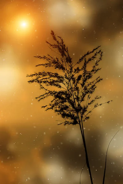 Silhouette Flower Grass Sunlight — Stock Photo, Image