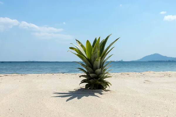 Ανανάς Δέντρο Στην Παραλία — Φωτογραφία Αρχείου