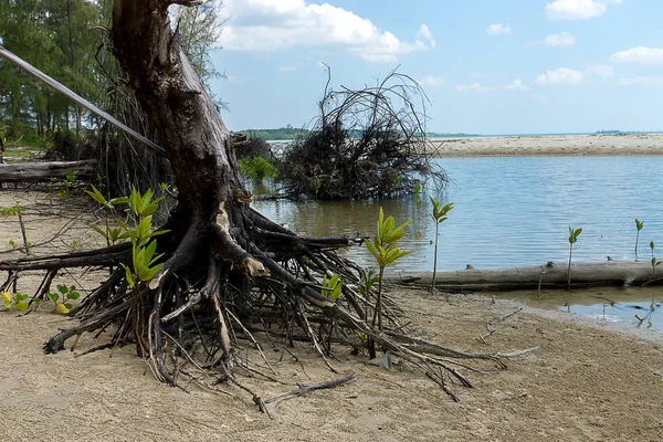 Sahildeki Ölü Ağaç — Stok fotoğraf