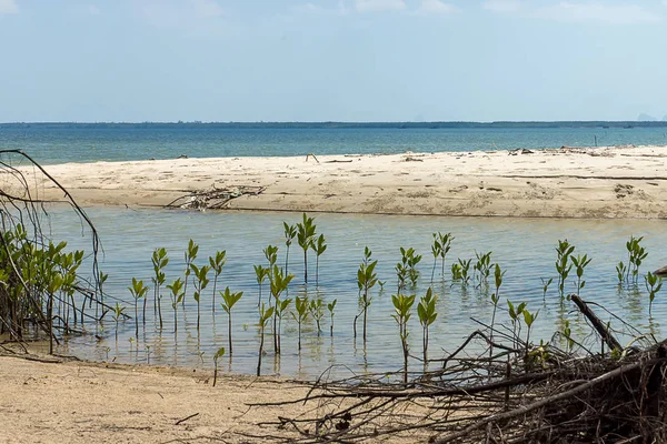 Kum Üzerine Ağaç Yetişir — Stok fotoğraf