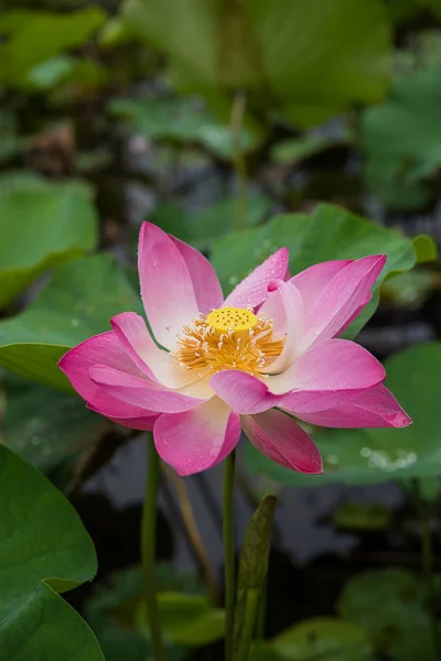 Rózsaszín Lótuszvirág Közelről Virágzó Napfény — Stock Fotó