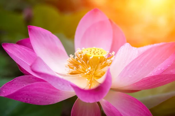 Close Rosa Flor Lótus Estão Florescendo Com Luz Solar — Fotografia de Stock