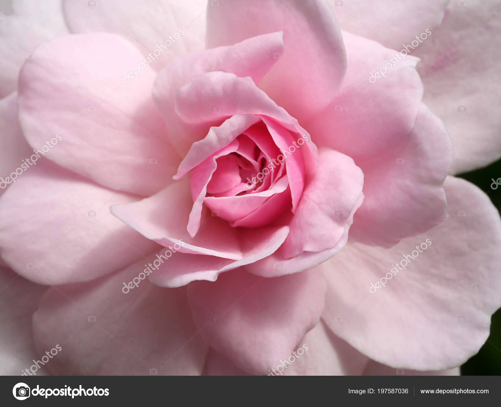 Close Pink Damask Rose Flower Rosa Damascena Stock Photo By C Noppharat Th 197587036