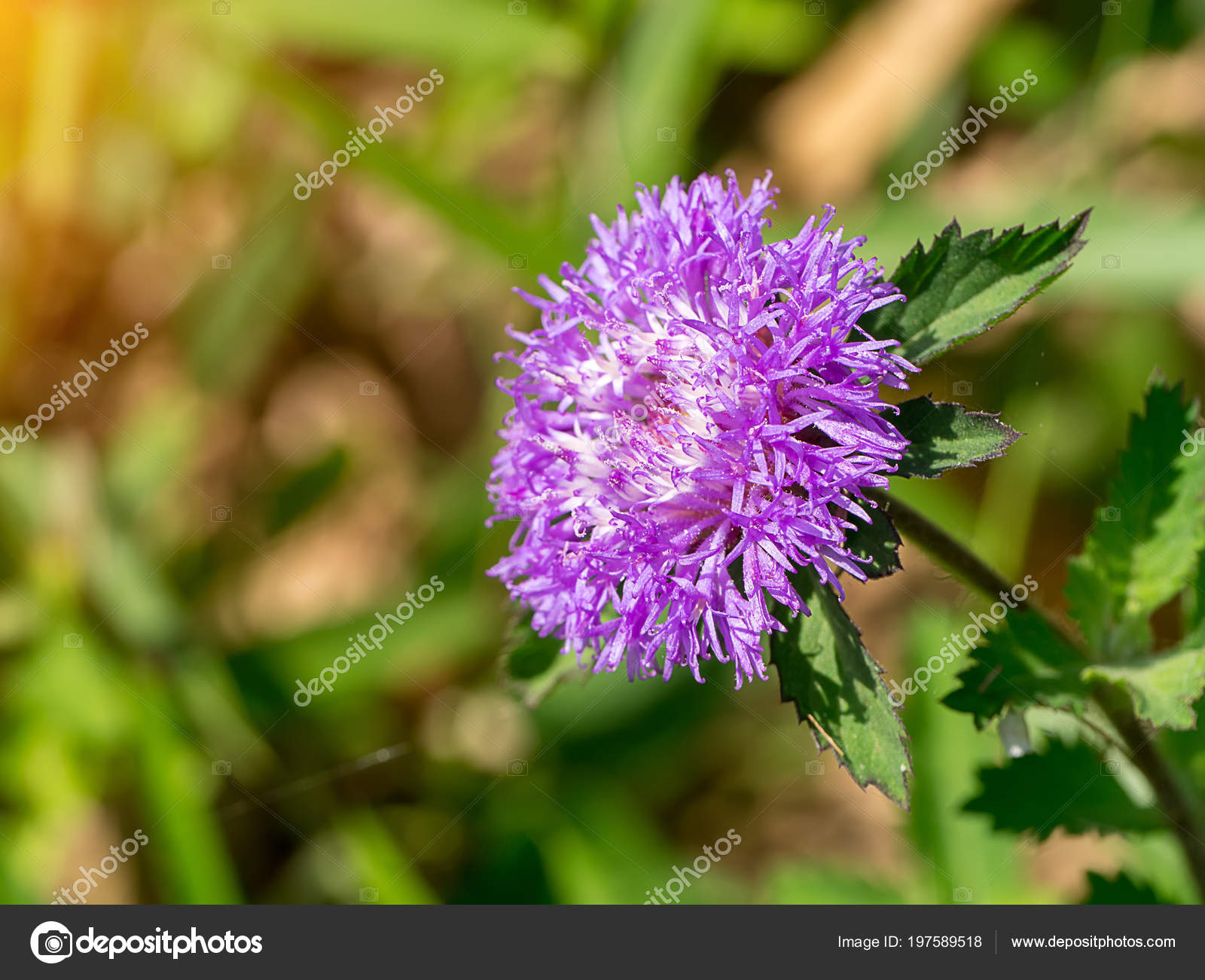 Gros Plan Fleur Bouton Brésil Avec Lumière Soleil