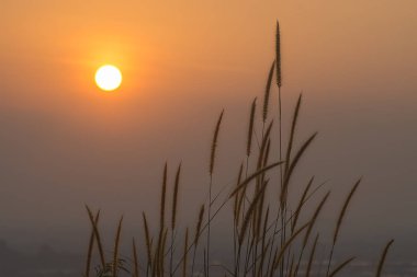 Altın desho güneş ışığı ile çimen çiçek. (Pennisetum pedicellatum)