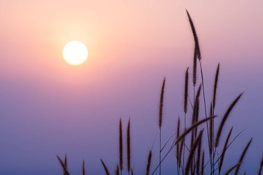 Güneş ile çimen çiçek desho silüeti. (Pennisetum pedicellatum)