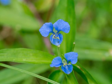 Dayflower (Commelina diffusa Burm tırmanma mavi çiçek)