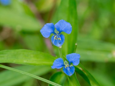 Blue flower of Climbing dayflower (Commelina diffusa Burm) clipart