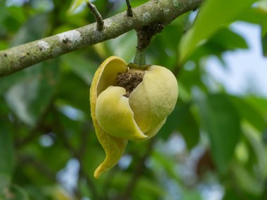 Soursop çiçek ağaç üzerinde kapatın. (Annona muricata)