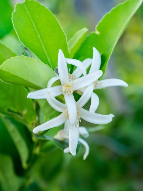 Limon çiçek ağaç üzerinde kapatın.