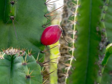 Cereus tetragonus bitki yakın çekim.