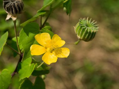 Ülke ebegümeci (Abutilon indicum sarı çiçek kadar kapatın)