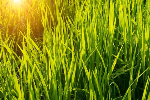 Groene Blad Van Rijst Fabriek Rijst Veld Met Zonlicht — Stockfoto