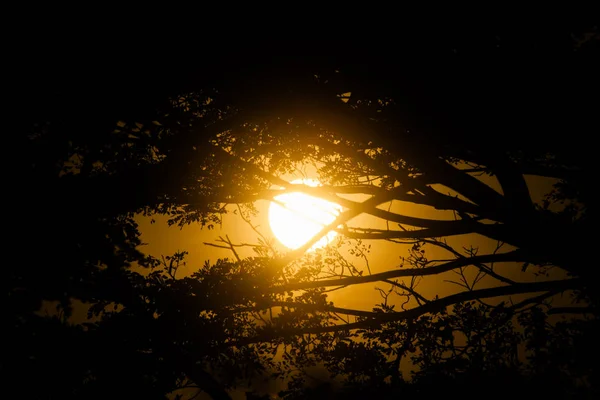Rama Árbol Silueta Con Gran Sol Luz — Foto de Stock