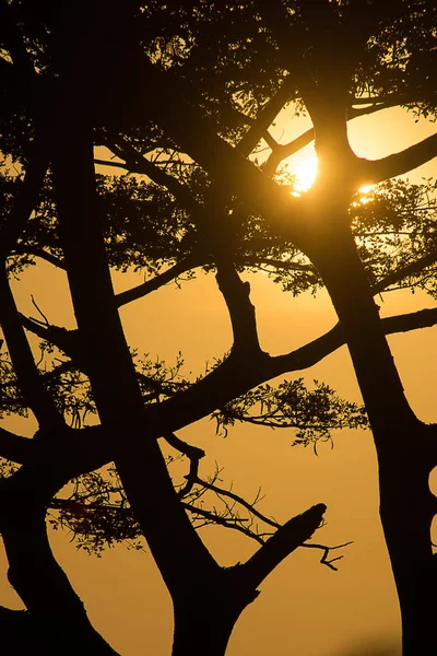 Rama Silueta Con Cielo Atardecer — Foto de Stock