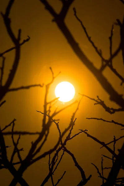 Rama Silueta Con Gran Sol Cielo Del Atardecer — Foto de Stock