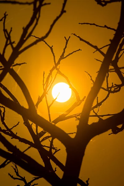 Silhouette Branch Sunset Sky — Stock Photo, Image