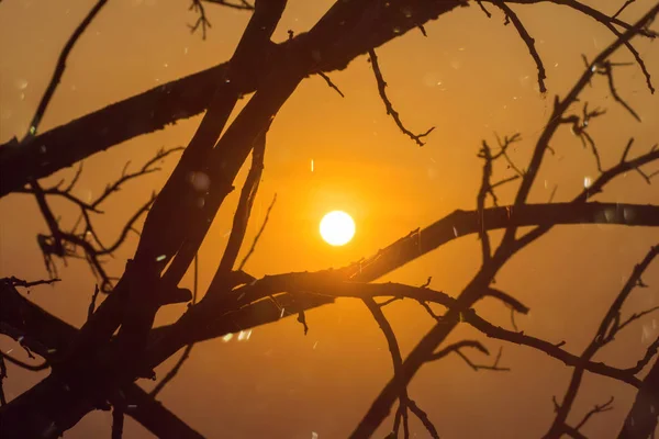 Silhouette Tree Branch Floating Dust Sun — Stock Photo, Image
