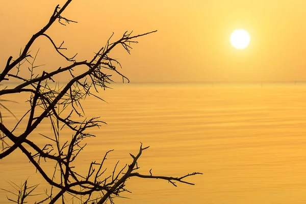 Silhouette Tree Branch Sunset Sky Lake — Stock Photo, Image