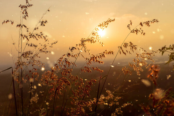 Flower grass with Sunset sky and floating light