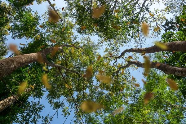 Sob Vista Árvore Com Fundo Azul Céu Folhas Cair Floresta — Fotografia de Stock