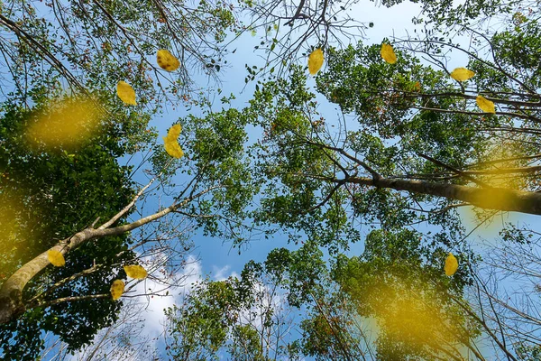 Видом Дерева Голубым Небом Фон Листья Падают Лесу — стоковое фото