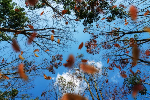 Jesień Lesie — Zdjęcie stockowe