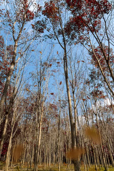 Árbol Goma Con Fondo Cielo Azul Hojas Caen —  Fotos de Stock