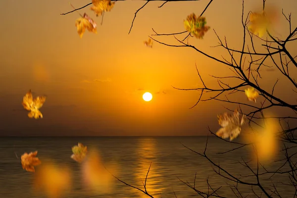 Закат Небо Озере Силуэт Ветки Движения Листья Падает — стоковое фото