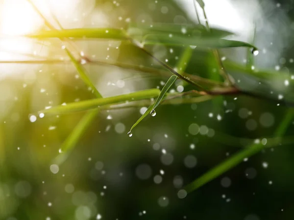 Hojas Bambú Con Rocío Bokeh Suave Mañana — Foto de Stock