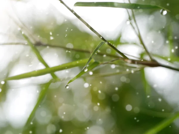 Foglie Bambù Con Rugiada Goccia Bokeh Morbido Mattino — Foto Stock