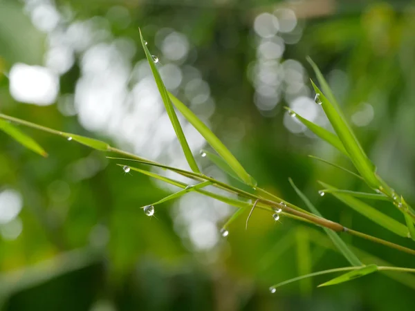 Foglie Bambù Con Rugiada Goccia Mattino — Foto Stock