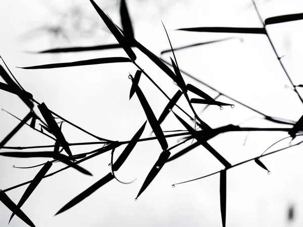 Silhouette Bamboo Leaves Gray Background — 图库照片