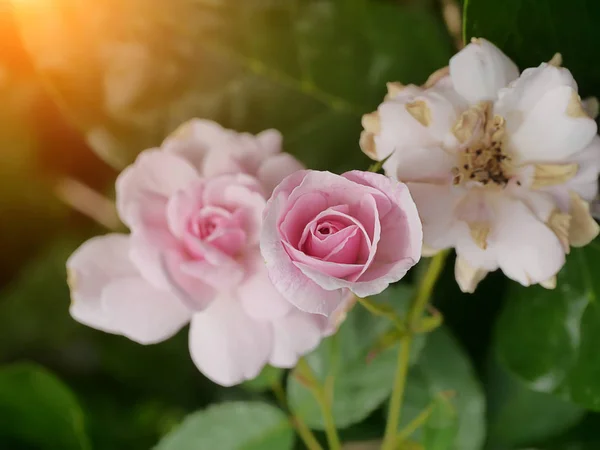Nahaufnahme Rosa Von Damastrose Blume Rosa Damascena — Stockfoto